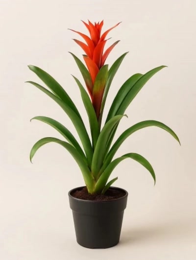 Guzmania Kırmızı
