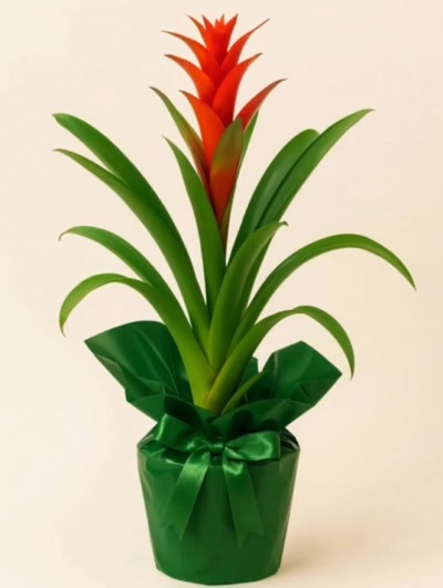 Guzmania Kırmızı Hediye Paketli