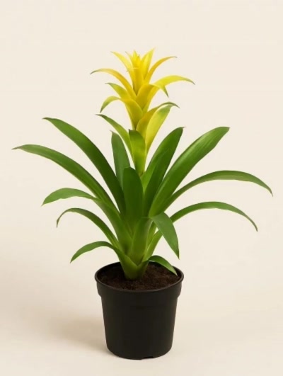 Guzmania Sarı