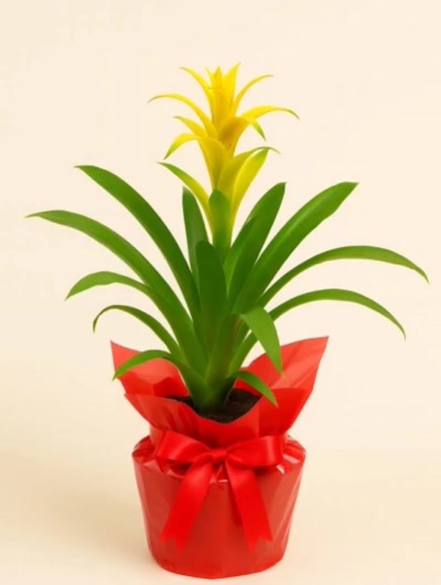 Guzmania Sarı Hediye Paketli