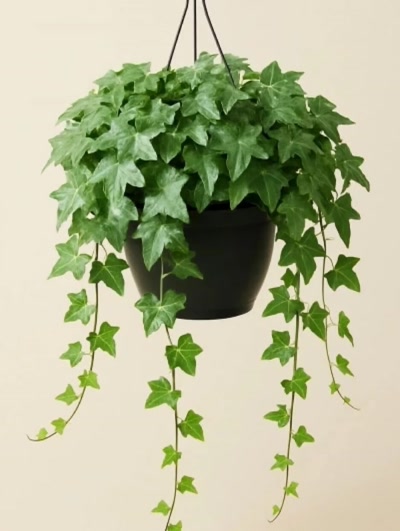 Hedera Helix Askılı 130cm