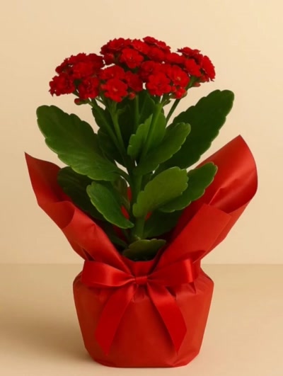 Kalanchoe Kırmızı Hediye Paketli 25-30cm