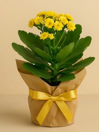 Kalanchoe Sarı Hediye Paketli 25-30cm