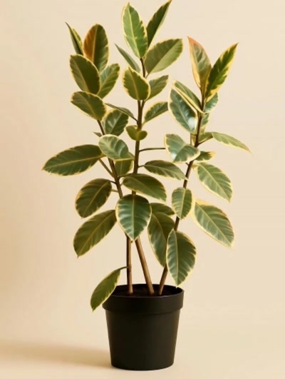 Kauçuk Alacalı 3 Kök 150cm