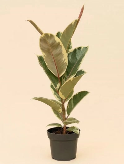 Kauçuk Alacalı Tek Kök İthal 70cm