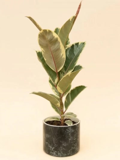 Kauçuk Alacalı Tek Kök İthal 70cm Dekoratif Saksılı