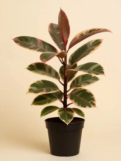 Kauçuk Ficus Tineke 100-120 cm