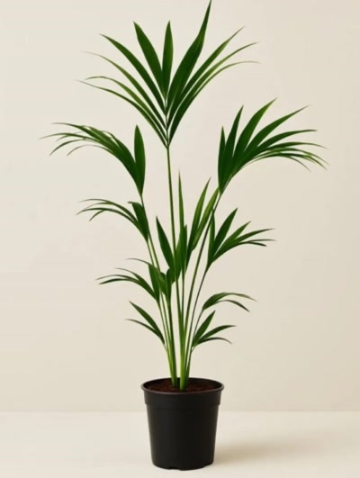 Kentia Palmiyesi Howea Forsteriana 110 cm