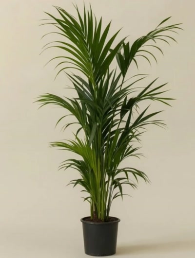 Kentia Palmiyesi Howea Forsteriana 190cm