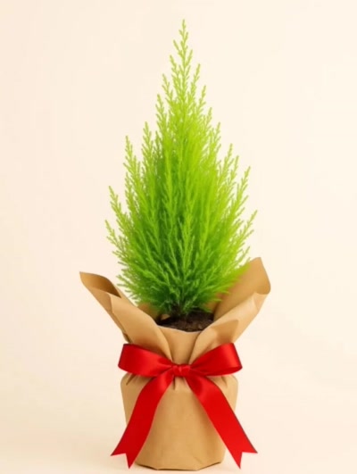 Limoni Çam Cupressus Hediye Paketli