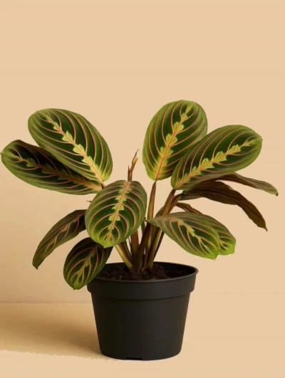 Maranta Dua Çiçeği