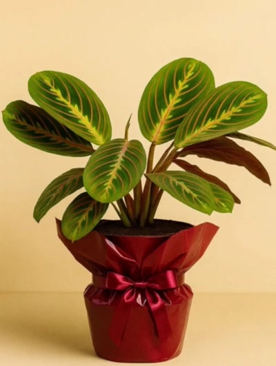 Maranta Dua Çiçeği Hediye Paketli