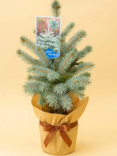 Mavi Ladin Hopsi İthal 60-70cm Hediye Paketli