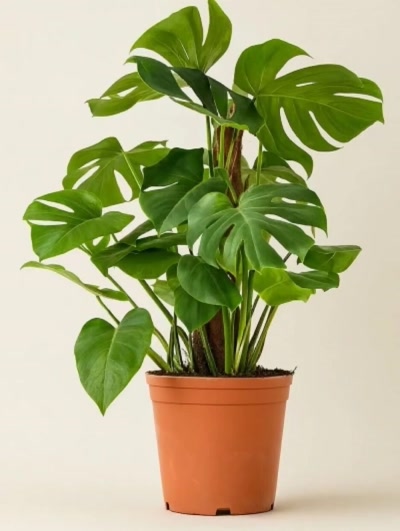 Monstera Deliciosa Deve Tabanı 130 cm Mons Çubuklu İthal