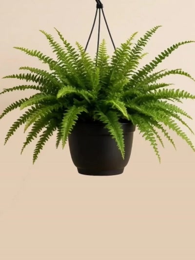 Nephrolepis Exaltata Aşk Merdiveni Askılı