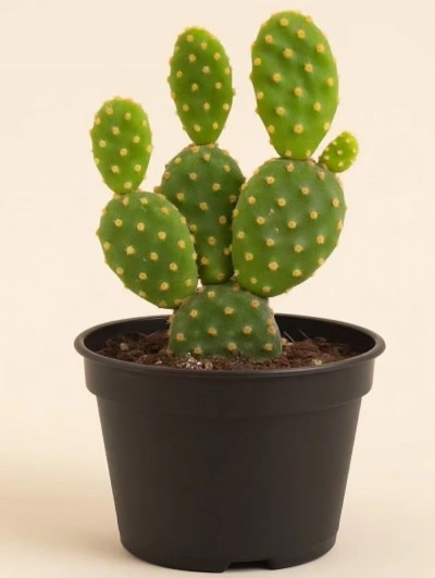 Opuntia Cactus
