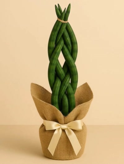 Örgülü Sansevieria Paşa Kılıcı Hediye Paketli