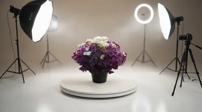 Oxalis Süs Yoncası