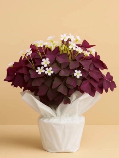 Oxalis Süs Yoncası Hediye Paketli