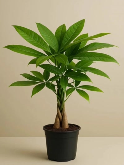 Pachira Para Çiçeği 80cm