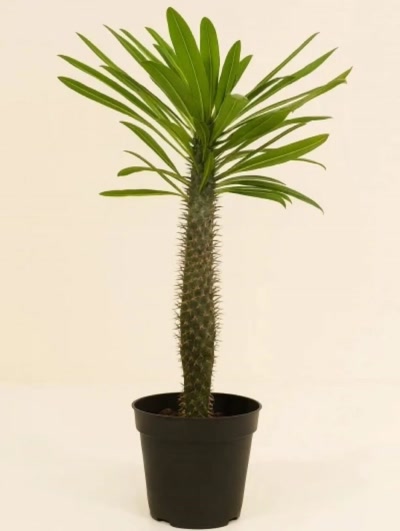 Pachypodium Lamerei Madagaskar Palmiyesi 100cm