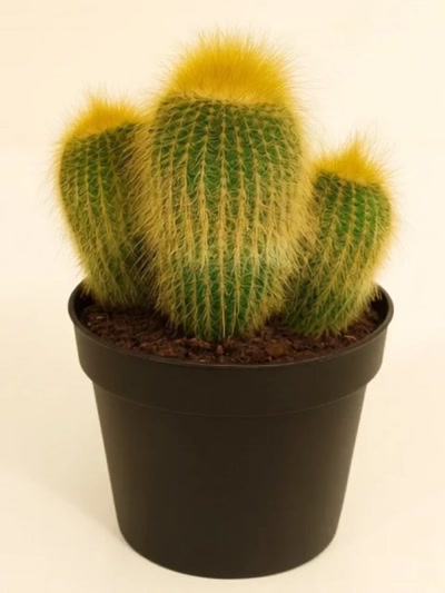 Parodia Leninghausii