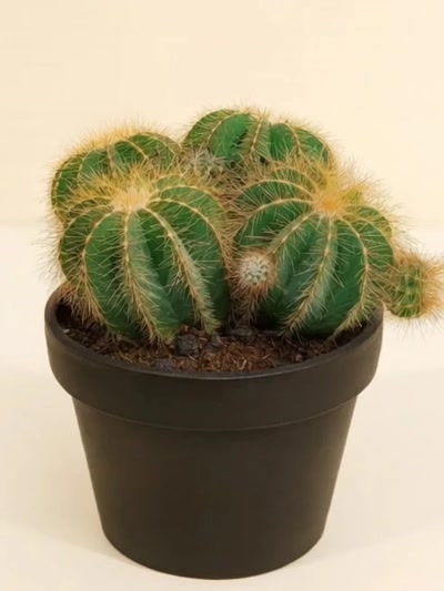 Parodia Magnifica Parodi Kaktüsü