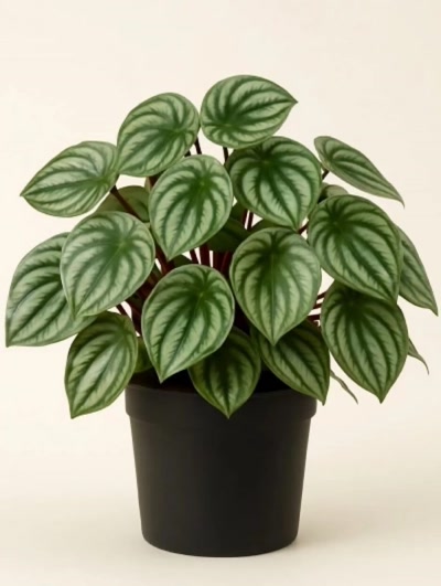 Peperomia Argyreia