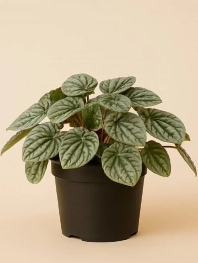 Peperomia Caperata Silver