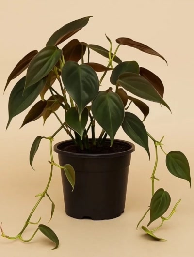 Philodendron Micans