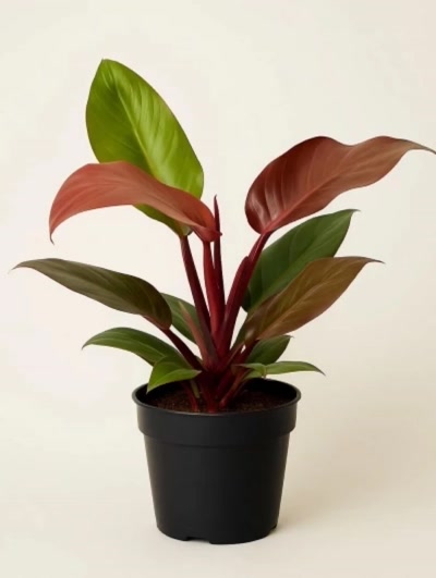 Philodendron Red 50cm
