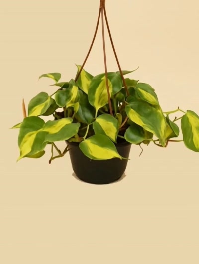 Philodendron Scandens Brasil