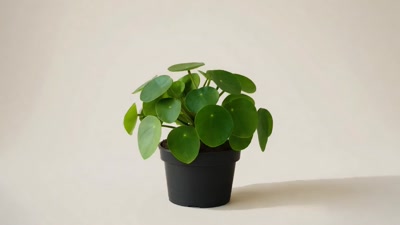 Pilea Peperomioides Para Çiçeği