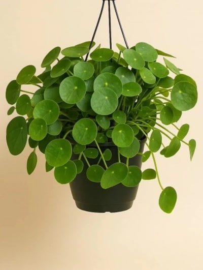 Pilea Peperomioides Para Çiçeği Askılı
