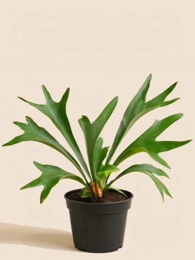 Platycerium Bifurcatum Geyik Boynuzu Eğrelti