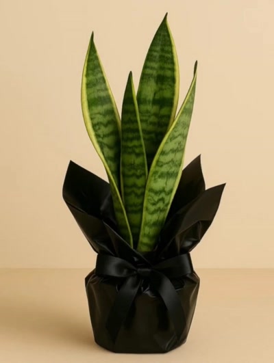 Sansevieria Paşa Kılıcı 30 cm Hediye Paketli