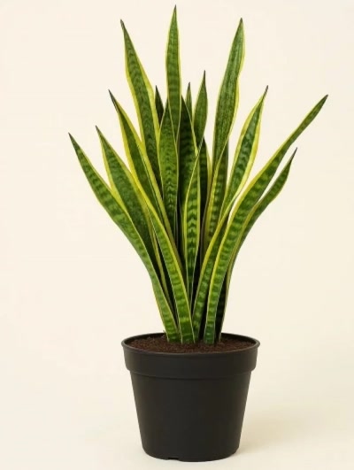 Sansevieria Paşa Kılıcı 70-80cm