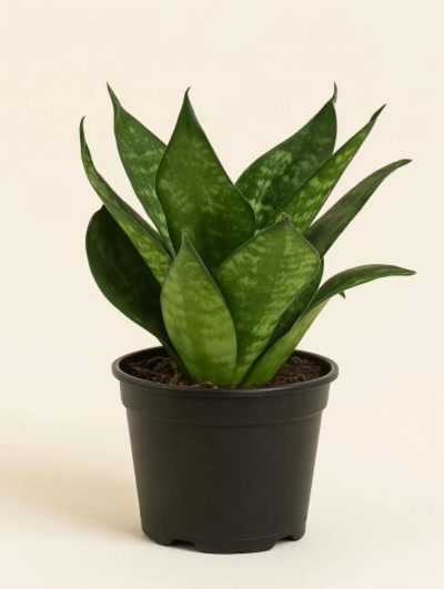 Sansevieria Paşa Kılıcı Yeşil 30cm