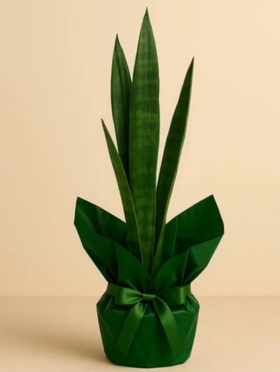 Sansevieria Paşa Kılıcı Yeşil 30cm Hediye Paketli