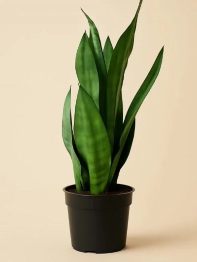 Sansevieria Paşa Kılıcı Yeşil 45cm