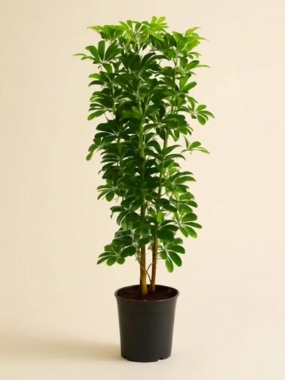 Schefflera - Şemsiye Bitkisi 120cm