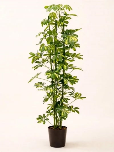 Schefflera - Şemsiye Bitkisi 70cm