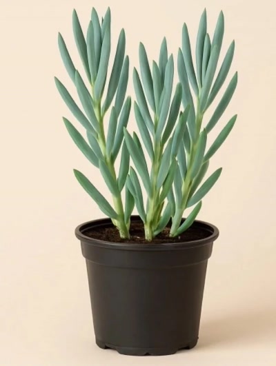 Senecio Curio Ficoides Mount Everest