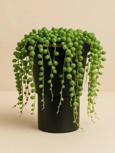 Senecio Tesbih Çiçeği