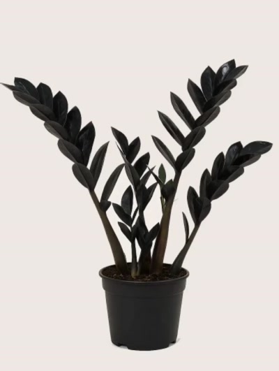 Siyah Zamia Zamioculcas 40cm