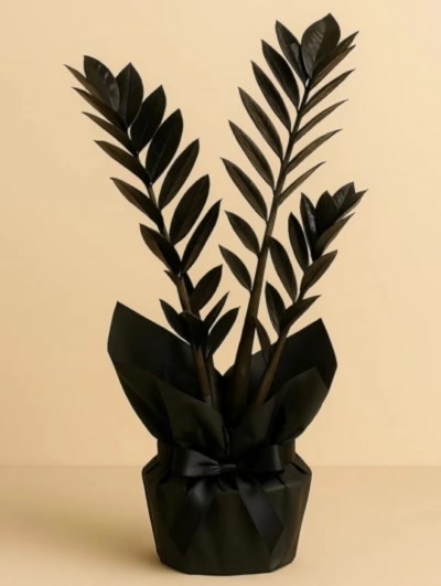 Siyah Zamia Zamioculcas 40cm Hediye Paketli
