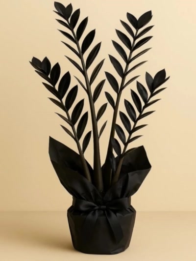 Siyah Zamia Zamioculcas 70-90 cm Hediye Paketli