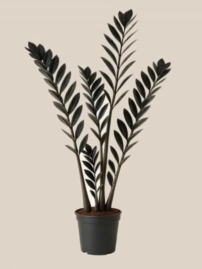 Siyah Zamia Zamioculcas 70-90cm