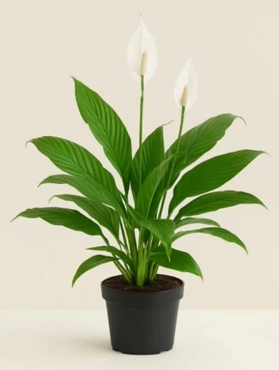 Spathiphyllum Barış Çiçeği Büyük