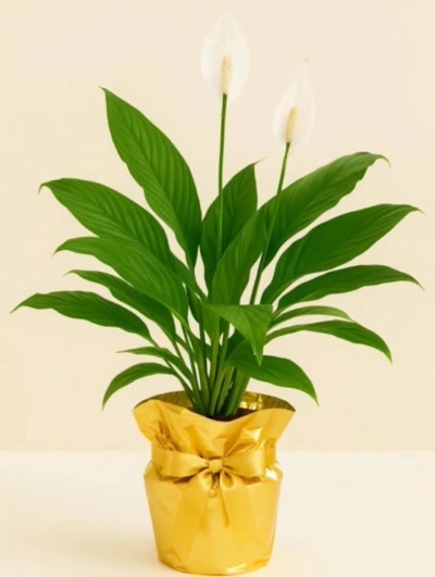 Spathiphyllum Barış Çiçeği Büyük Hediye Paketli